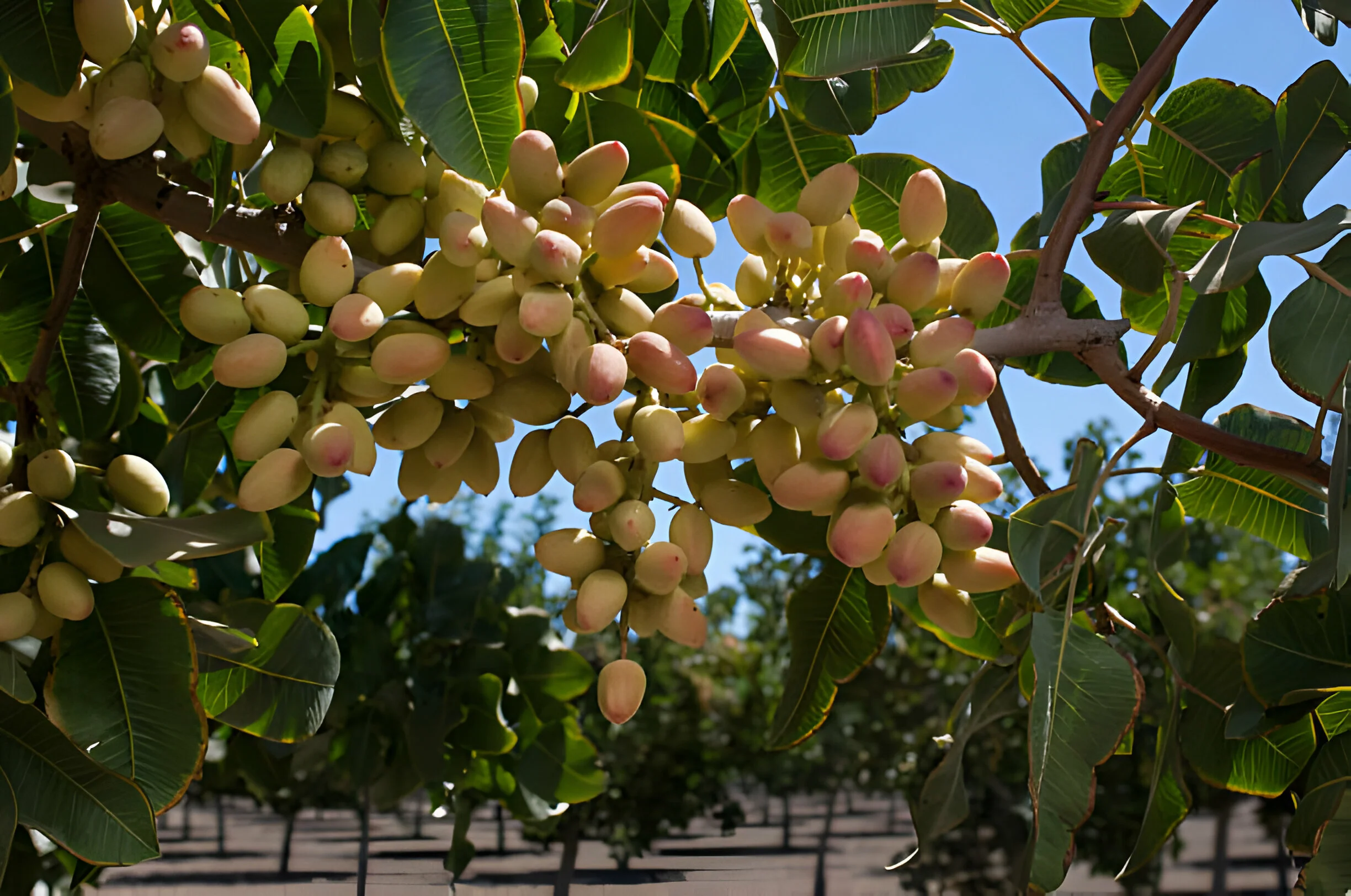 planta-de-pistacho-con-fruto