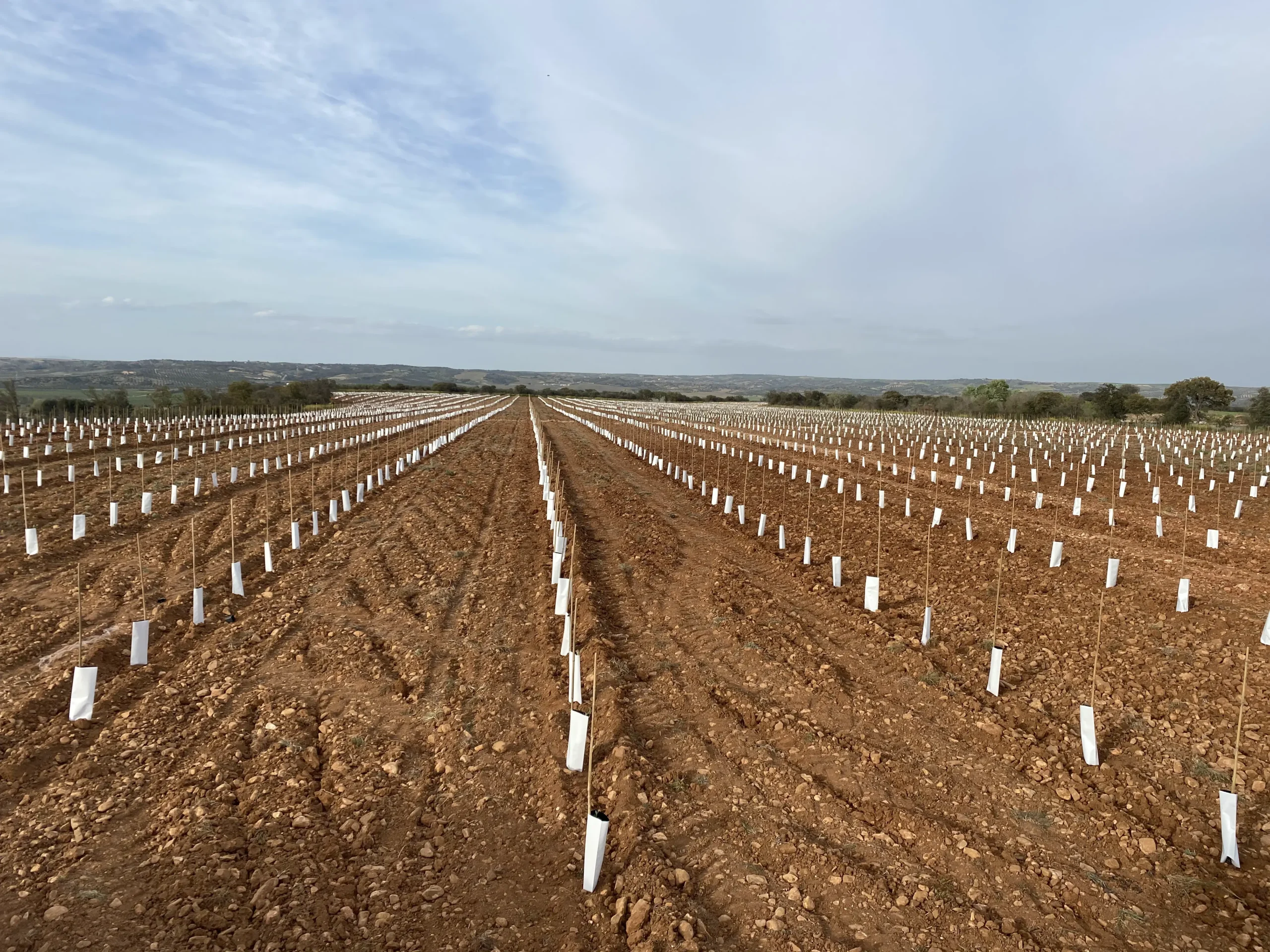 plantacion-de-olivos-con-tutores-1-scaled-1