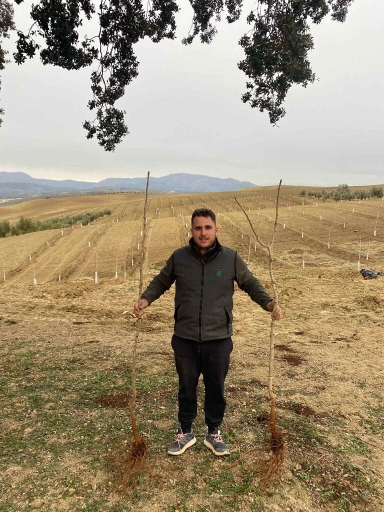 Plantación de pistacho a 7×7 trebolillo Alhama de Granada