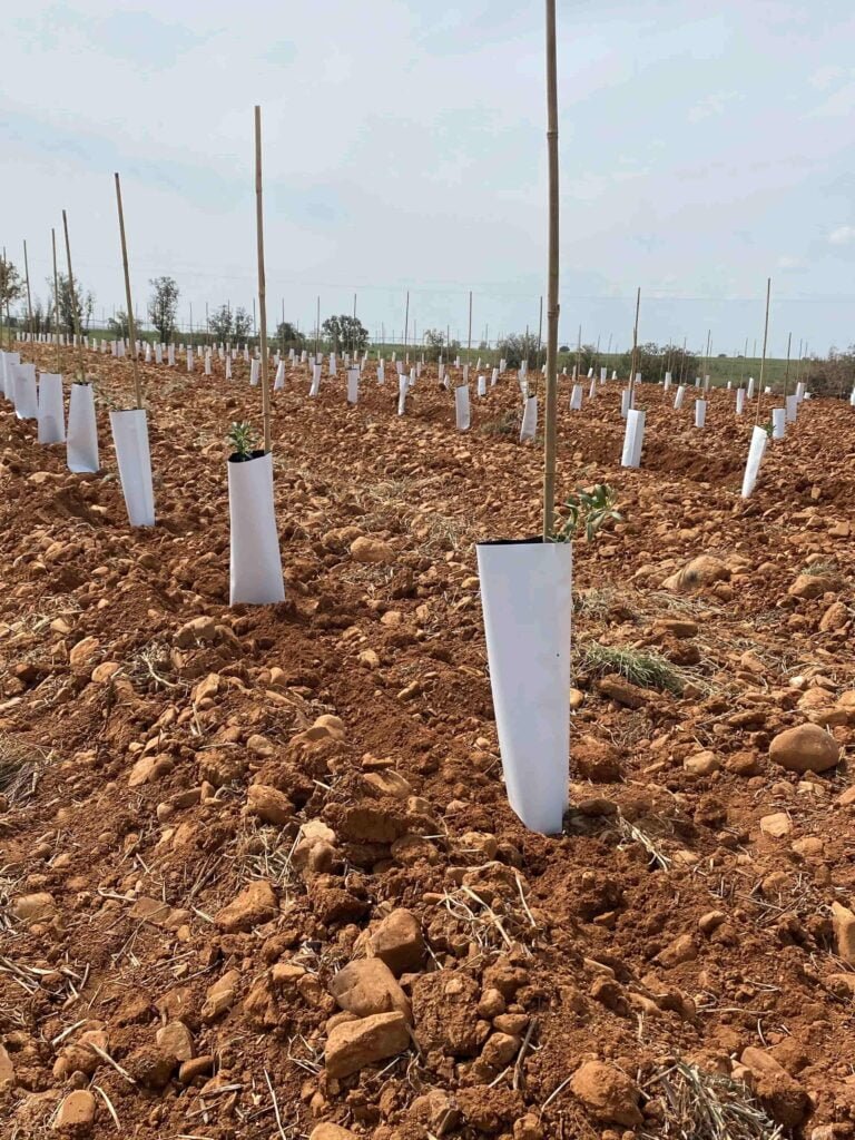 Plantación GPS