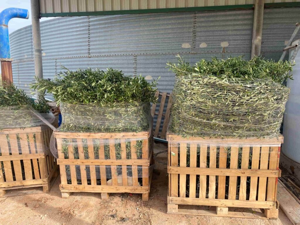Envío de Plantas a Domicilio: Calidad y Servicio Garantizado