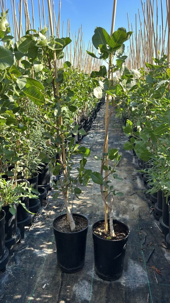 Preparación del terreno para invernadero de pistachos en maceta
